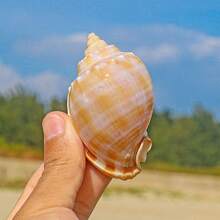 Wassermelonen-Schnecken, natürliche Muscheln, Konchenfischbecken, Landschaftsgestaltung und kreative Sukkulenten-Topfpflanzen-Ornamente mit Krabben-Zuchtschalen für Schalenbewohner-Fische Heimdekoration, Aquarium-Dekoration, Krabben-Parasitismus;