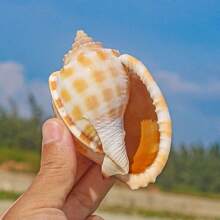 Wassermelonen-Schnecken, natürliche Muscheln, Konchenfischbecken, Landschaftsgestaltung und kreative Sukkulenten-Topfpflanzen-Ornamente mit Krabben-Zuchtschalen für Schalenbewohner-Fische Heimdekoration, Aquarium-Dekoration, Krabben-Parasitismus;