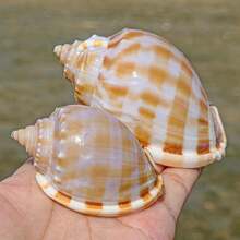 Wassermelonen-Schnecken, natürliche Muscheln, Konchenfischbecken, Landschaftsgestaltung und kreative Sukkulenten-Topfpflanzen-Ornamente mit Krabben-Zuchtschalen für Schalenbewohner-Fische Heimdekoration, Aquarium-Dekoration, Krabben-Parasitismus;