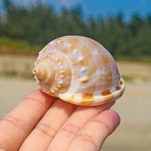 Wassermelonen-Schnecken, natürliche Muscheln, Konchenfischbecken, Landschaftsgestaltung und kreative Sukkulenten-Topfpflanzen-Ornamente mit Krabben-Zuchtschalen für Schalenbewohner-Fische Heimdekoration, Aquarium-Dekoration, Krabben-Parasitismus;