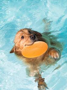 1入組寵物狗戶外投擲和接應訓練咀嚼玩具 - 多功能和牛奶味 - 彩色 - 查看 19