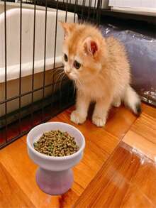 Bol pour chat surélevé en céramique, bol pour animaux de compagnie anti-renversement avec une large bouche pour petits chiens et chats, protège la colonne vertébrale de votre animal et anti-renversement - Multicolore - Voir 4