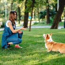 Bộ 3 quả bóng tennis có tiếng kêu dành cho chó, kích thước 2,5 inch, đồ chơi tương tác cho thú cưng, bóng đồ chơi cho chó cỡ vừa và lớn có tiếng kêu. - Màu xanh lam - Xem 3