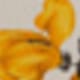 黄色の花