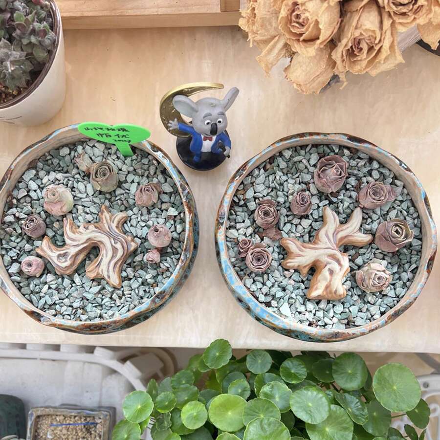 Green Zeolite Rock Cactus Gravel For Plants Cactus Orchids Succulents