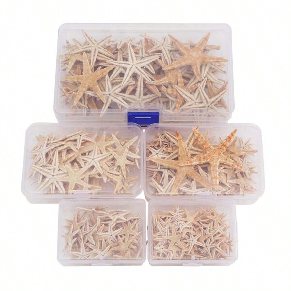 20pcs Natural Starfish In Box, Multiple Sizes, Perfect For Mediterranean Style Photography Props And Mini Landscaping