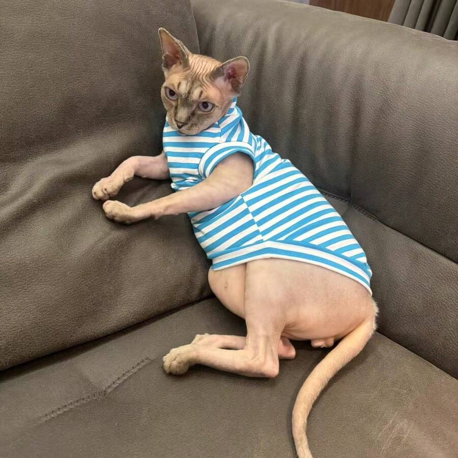 One Red, Skin-Friendly Soft Sleeveless T-Shirt Jacket Sphynx Cat Devon Rex Cat Home Clothes For Indoor And Outdoor Use In Spring, Summer, Winter - Red - View 1