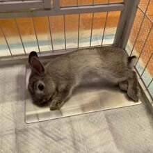 1 pieza Alfombra de refrigeración de verano para mascotas hámsters/conejos/cobayas, tabla de aluminio para disipar el calor