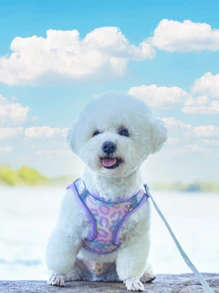 1pc Colorful Print Breathable Mesh Dog Harness With Reflective Strip And Strong Wrap, Chest Style