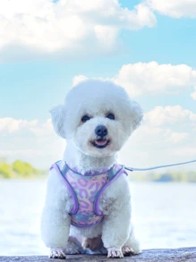 1pc Colorful Print Breathable Mesh Dog Harness With Reflective Strip And Strong Wrap, Chest Style