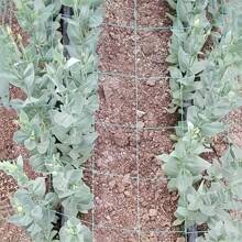 1 pieza Red de escalada de plantas 179.83cm*89.92cm, Red de enrejado para plantas trepadoras, suministros y herramientas de siembra, Red de enrejado de soporte de crecimiento de vid de flores de Gloria de la mañana de Loofah de jardín de nylon de pepino - Verde - Ver 6