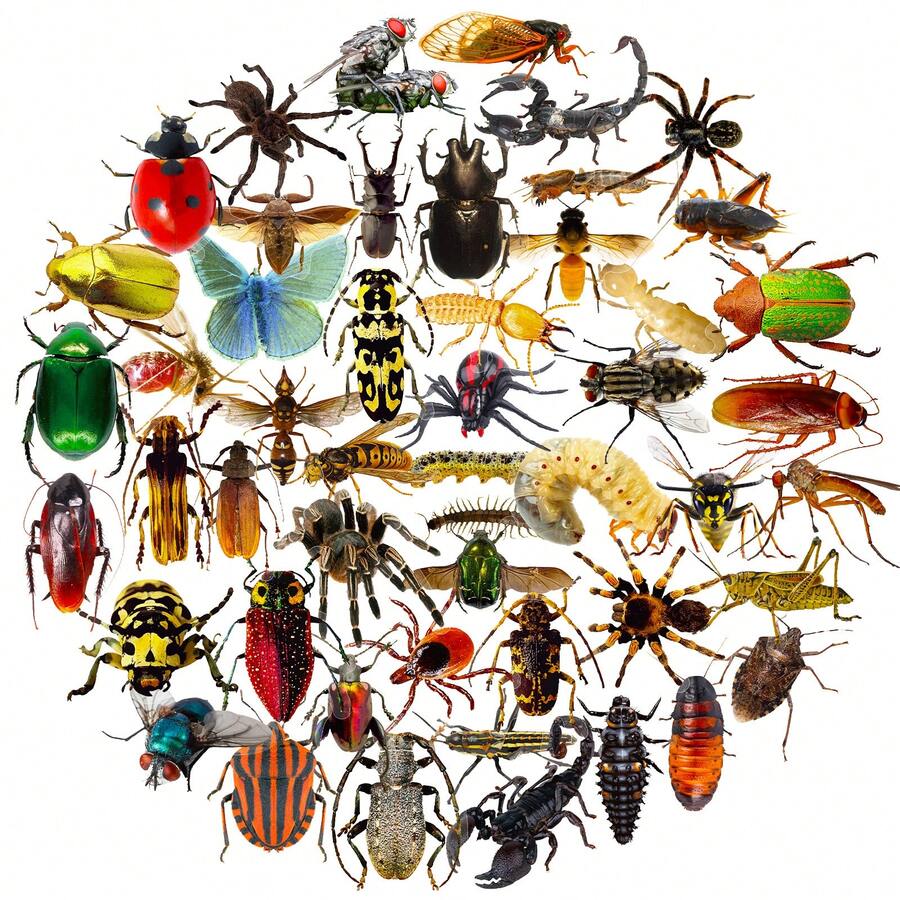 50Pcs Bug Stickers, Colorful Transparent Realistic Insect Vinyl Stickers For Kids Boys Teens, Water Bottle Stickers For Bike Laptop Bicycle Refrigerator Cup Luggage Computer Mobile Phone Skateboard Decor - Multicolor - View 1