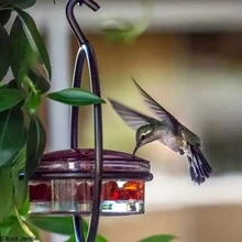 Hanging Hummingbird Feeder Metal Bottle Humming Bird Feeder - Red - View 5