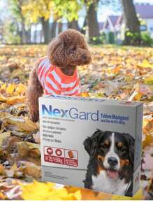 NEXGARD CÃES 25,1KG A 50KG 1 TABLETE PARA PET CACHORRO