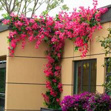 2pcs Artificial Flowers Bougainvillea Branches Faux Floral Stems Long Plant Branches For Party, Wedding Centerpieces Home Garden Wall Decoration, Valentine Day, Gift Gifts Birthday Graduation