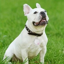 1 Thẻ ID chó và mèo tùy chỉnh được cá nhân hóa, với mặt dây chuyền tròn trang trí chuông & kim cương, mặt dây chuyền thẻ cổ áo được đóng gói tinh tế, phụ kiện thú cưng, món quà hoàn hảo cho thú cưng - Hồng - Xem 5