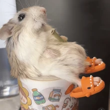 1 par de lindas zapatillas de casa con diseño de hámster de dibujos animados y oso dorado, zapatillas de casa coloridas, zapatillas de tiburón en miniatura, accesorios para fotos, zapatos de muñeca