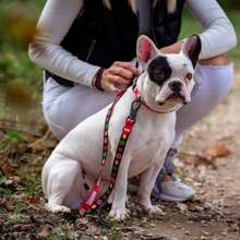 Cerdá PREMIUM DOG LEASH M  RED - Resistant And Dog Leash - Adjustable And Comfortable - Ideal For Walks - 彩色 - 查看 5