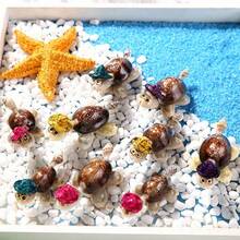 2pcs Natural Shell Conch Crafts, Creative Small Turtle Gift Decoration Ornament, Fish Tank Decoration, Underwater Landscaping Decoration - Multicolor - View 2