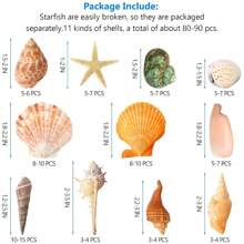 70pcs+Sea Shells Mixed Ocean Seashells, 1.2"-3.5" Various Sizes Beach Seashells And Natural Starfish For Vase Fillers Fish Tank Beach Themed Party Home Wedding Decorations DIY Crafts - Multicolor - View 11
