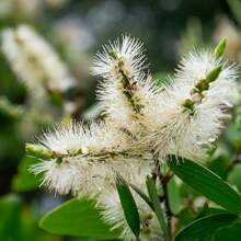 Óleo Vegetal de Melaleuca (Tea Tree) 100% Puro e Natural 50ml - Amarelo - Visão 2
