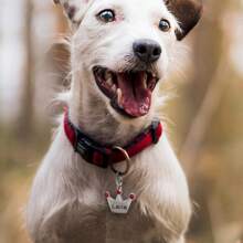 1入量身定制的頂冠形寵物標籤，適用於貓狗，具有寵物名字和ID標籤，時尚耐用的寵物吊墜配備鈴鐺