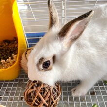 1 bucată din lemn natural sau jucărie de mestecat cu minge de hamster de iepure