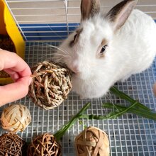 1 bucată din lemn natural sau jucărie de mestecat cu minge de hamster de iepure