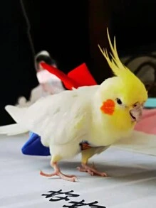 1pc Cute And Funny Super Bird Design Parrot Clothes, Diaper And Poop Collector With Hook-And-Loop, Suitable For Bengal Parrots, Peony Parrots And African Grey Parrots - Blue - View 3