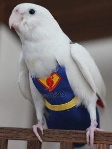 1pc Cute And Funny Super Bird Design Parrot Clothes, Diaper And Poop Collector With Hook-And-Loop, Suitable For Bengal Parrots, Peony Parrots And African Grey Parrots - Blue - View 1