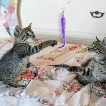 1/10 piezas de lindo gusano mágico de ardilla, juguetes de oruga truco para juegos interactivos, teaser de gato perfecto y fiestas festivas para Mardi Gras y Navidad