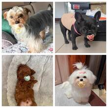 1 件裝矽膠寵物奶嘴、寵物奶嘴、寵物玩具 - 粉色 - 查看 8