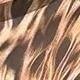 estampado de leopardo