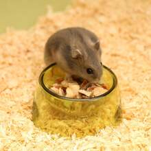 1pc Hamster Food Bowl Small Animal Round Plastic Anti-Tip Feeding Dish Container - Multicolor - View 3