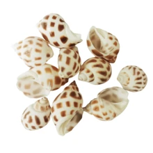 Conchiglie marine miste naturali conchiglie di mare colorate per feste a tema mare, acquario, decorazioni fatte a mano, decorazioni per matrimonio e per la casa - conchiglia di conchiglia - Visualizzare 14