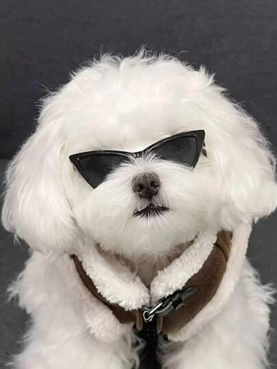 1入三角眼鏡寵物眼鏡，貓咪眼鏡，小眼鏡拍照道具貓眼鏡配件，寵物玩具，寵物用品