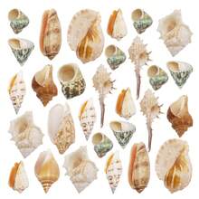 Conchiglie marine miste naturali conchiglie di mare colorate per feste a tema mare, acquario, decorazioni fatte a mano, decorazioni per matrimonio e per la casa - conchiglia di conchiglia - Visualizzare 4