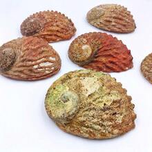 1個大海螺殼，紅鮑魚殼，用於水族箱裝飾、珠寶收納、香爐和肥皂盤 - 彩色 - 查看 3