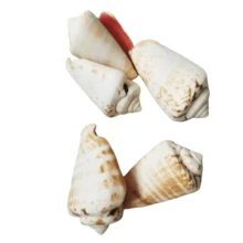 Conchiglie marine miste naturali conchiglie di mare colorate per feste a tema mare, acquario, decorazioni fatte a mano, decorazioni per matrimonio e per la casa - conchiglia di conchiglia - Visualizzare 22