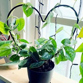 1/2/3 Pcs Black Decorative Circular And Heart Shaped Plant Trellis Supports, Suitable For Garden, Balcony And Floral Planting