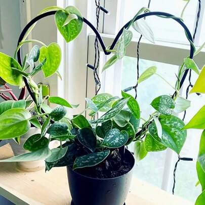 1/2/3 件黑色装饰性圆形和心形植物棚架支架，适用于花园、阳台和花卉种植