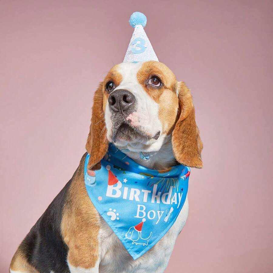 2 cái/bộ, Bộ trang trí sinh nhật cho thú cưng, 1 chiếc mũ sinh nhật cho thú cưng Thiết kế hoa khéo léo đáng yêu Mũ đội đầu cho chó Mũ dự tiệc cho thú cưng (Có số "0-8"), 1 chiếc Yếm Bandana cho chó hoạt hình đáng yêu - Nhiều màu - Xem 1