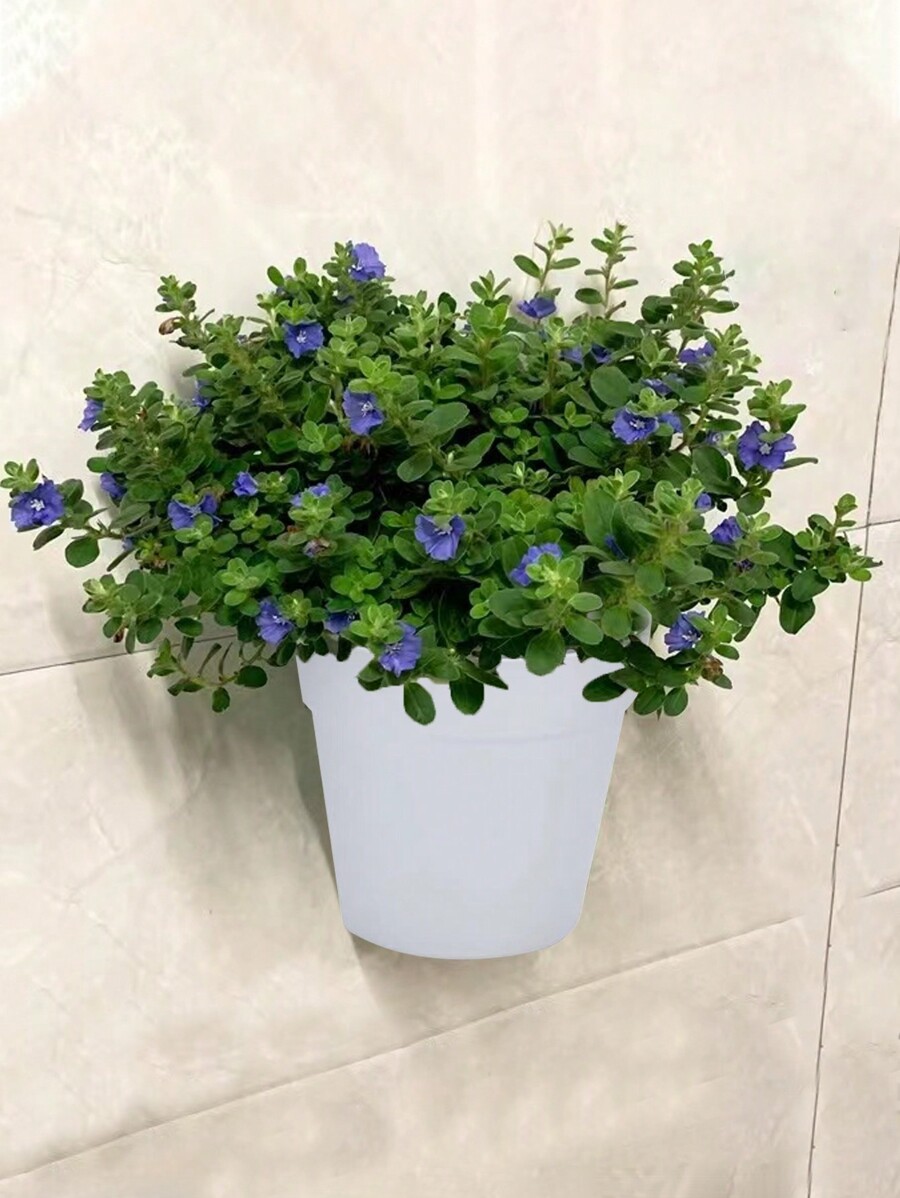 Pots De Fleurs Rectangulaires De 20 Cm De Long Avec Plateau De Drainage, Pots Peu Profonds Pour Plantes D'intérieur - Pots De Cactus En Céramique émaillée Pour Décoration De Rebord De Fenêtre