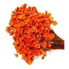 250 Small Flowers Everlasting Flower Decoration, Wedding Souvenirs - trái cam - Xem 3