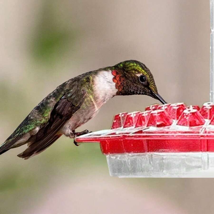 Kolibri-Futterstation Mit 6 Tränken - Aufhängbarer Glas-Futterautomat Für Garten