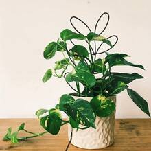 1入室內植物攀緝金屬線花園攀緝，小型攀緝葉形花園盆栽植物 - 黑色 - 查看 6