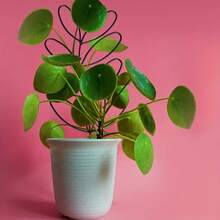 1入室內植物攀緝金屬線花園攀緝，小型攀緝葉形花園盆栽植物 - 黑色 - 查看 7