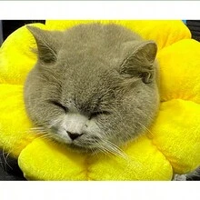 1 Vòng Cổ Elizabethan Hoa Hướng Dương Màu Vàng, Vòng Cổ Hình Nón Cho Thú Cưng Có Thể Điều Chỉnh Cho Chó Và Mèo, Đồ Dùng Cho Thú Cưng, Vòng Cổ Mèo Chống Liếm, Mũ Hướng Dương Cho Thú Cưng, Giúp Vết Thương Lành Lại Sau Phẫu Thuật - Màu vàng - Xem 9