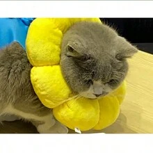 1 Vòng Cổ Elizabethan Hoa Hướng Dương Màu Vàng, Vòng Cổ Hình Nón Cho Thú Cưng Có Thể Điều Chỉnh Cho Chó Và Mèo, Đồ Dùng Cho Thú Cưng, Vòng Cổ Mèo Chống Liếm, Mũ Hướng Dương Cho Thú Cưng, Giúp Vết Thương Lành Lại Sau Phẫu Thuật - Màu vàng - Xem 2