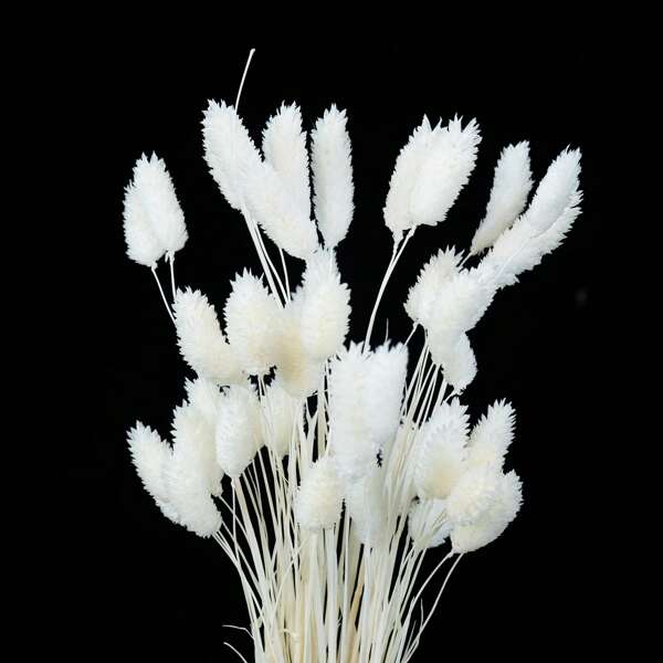 50/100pcs Dried Flower Bouquet Decor Dried Phalaris Gem Grass Nature Fluffy Pampas Grass For Home Decoration Wedding Decoration Table Decoration Flower Arrangement